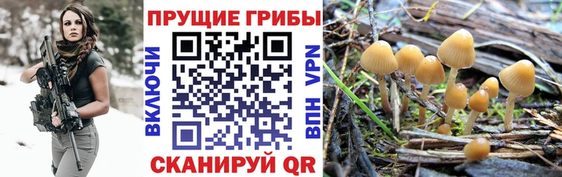 Галлюциногенные грибы прущие грибы  Курильск 